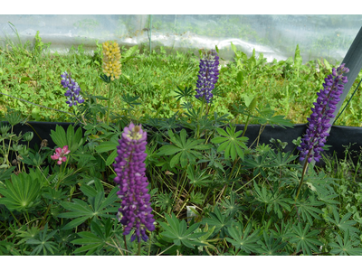 Lupinus