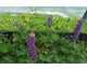 Lupinus Legendary Mix