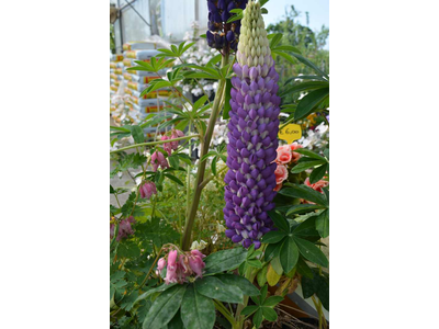 Lupinus