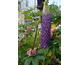 Lupinus Persian Slipper ®