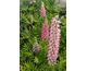 Lupinus Pink Shades