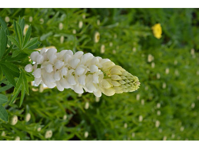 Lupinus