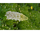 Lupinus West Country Polar Princess ®