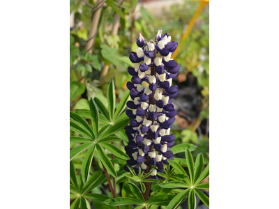 Lupinus