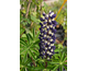 Lupinus Purple Emperor ®