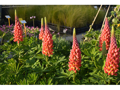 Lupinus