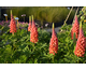 Lupinus West Country Towering Inferno ®