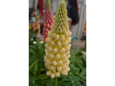 Lupinus