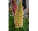 Lupinus West Country Cashemere Cream ®