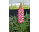 Lupinus