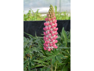 Lupinus