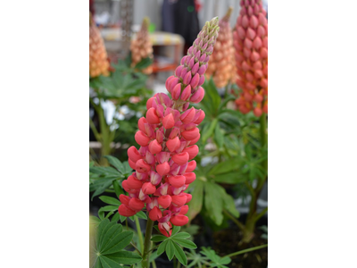 Lupinus