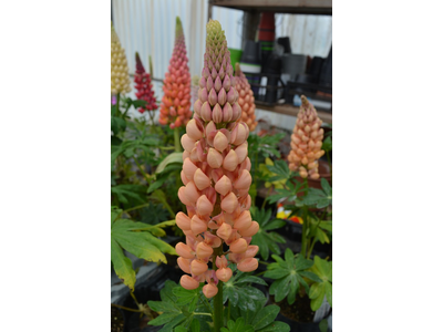 Lupinus