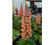 Lupinus West Country Salmon Star ®