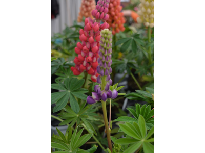 Lupinus perennis