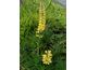 Lupinus  polyphyllus Lupini Yellow