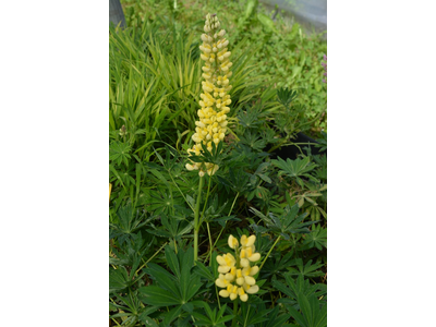 Lupinus  polyphyllus