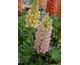 Lupinus  polyphyllus Lupini Pink