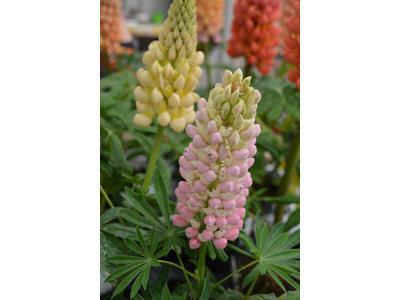 Lupinus  polyphyllus