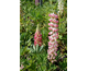 Lupinus  polyphyllus