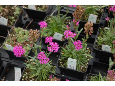 Lychnis alpina