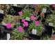 Lychnis alpina Lely Deep Rose