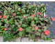 Lychnis x arkwrightii Orange Zwerg