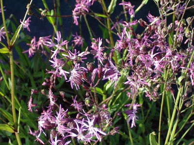 Lychnis flos-cuculi