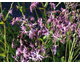 Lychnis flos-cuculi 