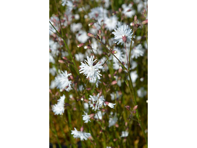 Lychnis flos-cuculi