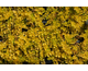 Lysimachia nummularia Gold