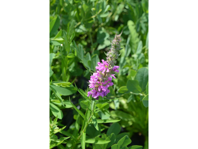 Lythrum salicaria