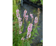 Lythrum salicaria Blush