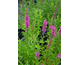 Lythrum salicaria Zigeunerblut