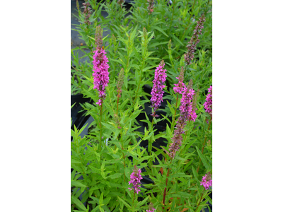 Lythrum salicaria