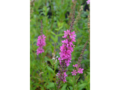 Lythrum virgatum