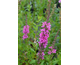 Lythrum virgatum Rose Queen