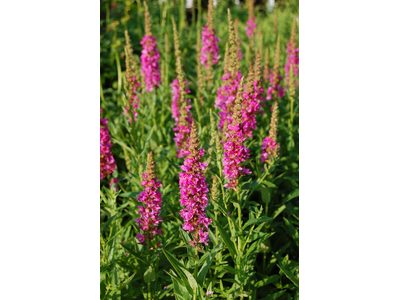 Lythrum salicaria