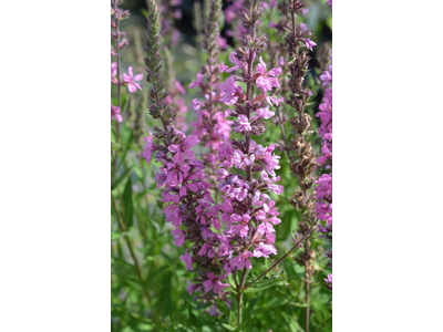 Lythrum salicaria