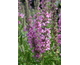 Lythrum salicaria Morden Pink