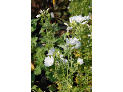 Malva moschata  