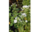 Malva moschata   Alba (White Perfection)