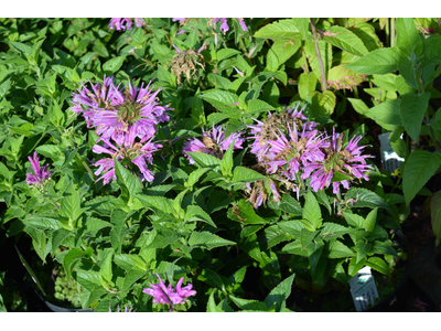 Monarda didyma