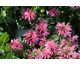 Monarda