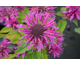 Monarda Bee-Fee ®