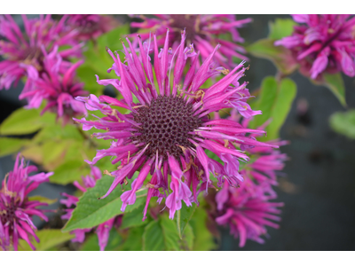 Monarda