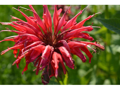 Monarda