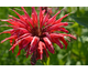 Monarda Gardenview Scarlet