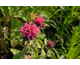 Monarda