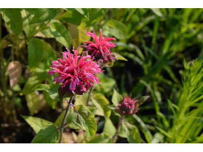 Monarda